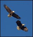 _4SB0682 bald eagles